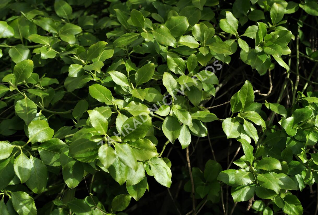 Brslen Fortuneův var. radicans - Euonymus fortunei var. radicans