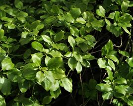 Brslen Fortuneův var. radicans