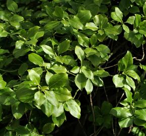 Brslen Fortuneův var. radicans - Euonymus fortunei var. radicans