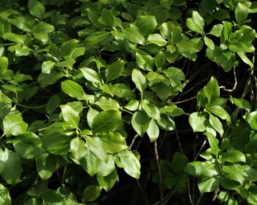 Brslen Fortuneův var. radicans