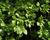 Brslen Fortuneův var. radicans
