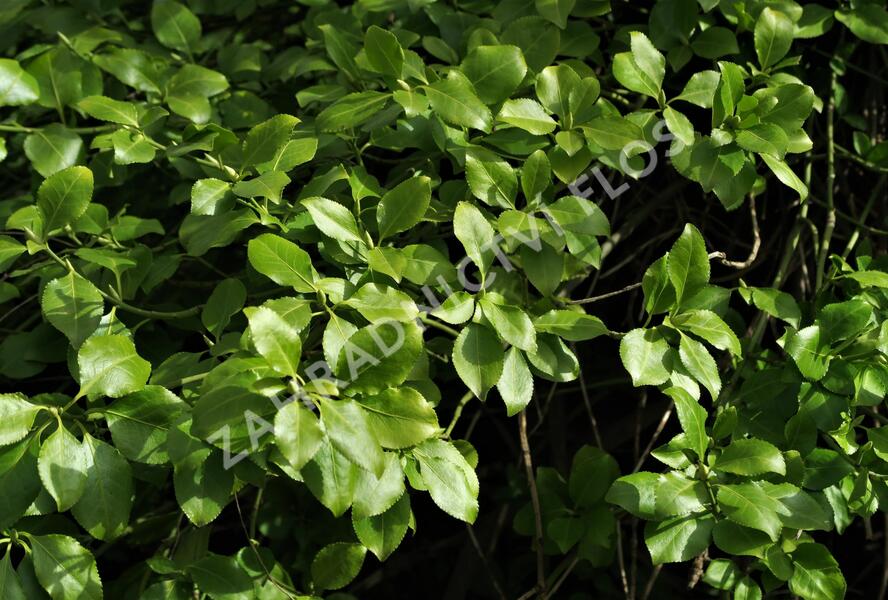 Brslen Fortuneův var. radicans - Euonymus fortunei var. radicans