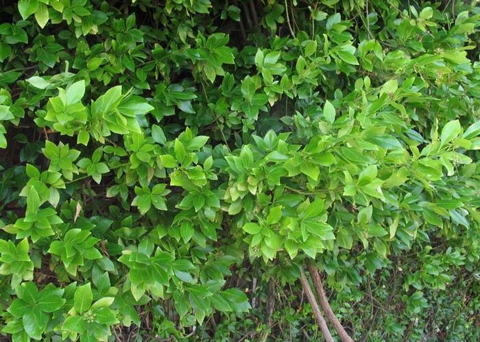 Brslen Fortuneův 'Green Carpet' - Euonymus fortunei 'Green Carpet'