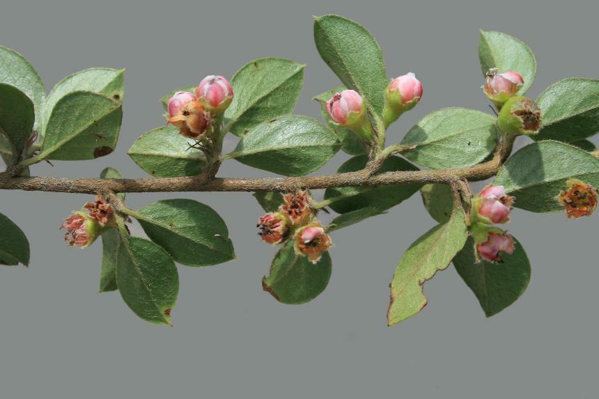 Skalník Simonův - Cotoneaster simonsii