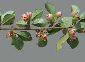 Skalník Simonův - Cotoneaster simonsii
