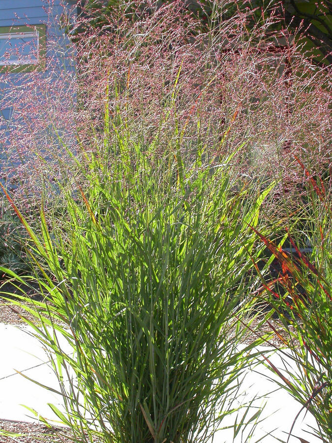 Proso prutnaté - Panicum virgatum