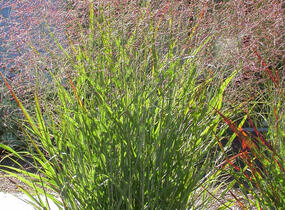 Proso prutnaté - Panicum virgatum