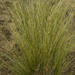 Ostřice Buchananova 'Green Twist' - Carex buchananii 'Green Twist'