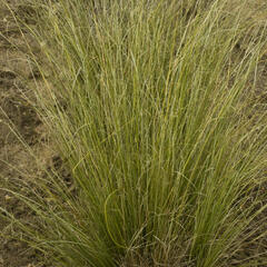 Ostřice Buchananova 'Green Twist' - Carex buchananii 'Green Twist'