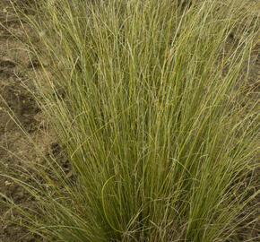 Ostřice Buchananova 'Green Twist' - Carex buchananii 'Green Twist'