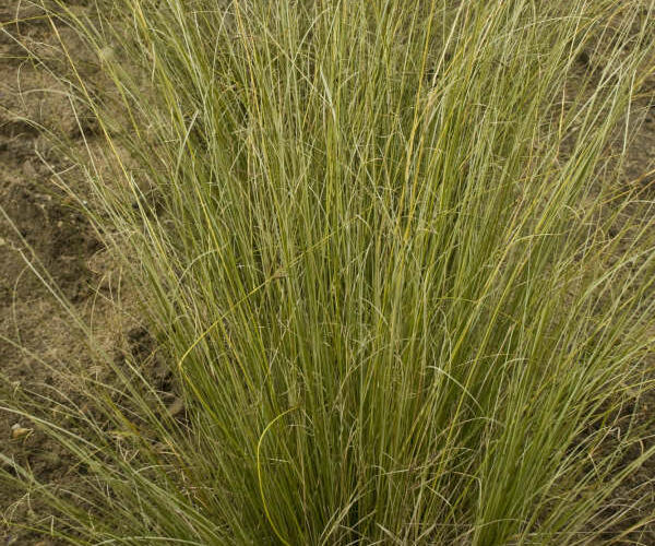 Ostřice Buchananova 'Green Twist' - Carex buchananii 'Green Twist'