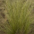 ostrice-buchananova-green-twist.jpg