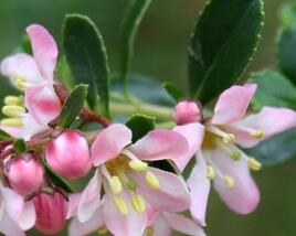 Zábluda 'Pink Elle'