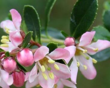 Zábluda 'Pink Elle'