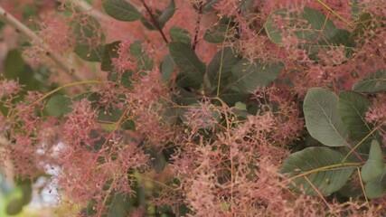 Ruj vlasatá 'Red Spirit' - Cotinus coggygria 'Red Spirit'