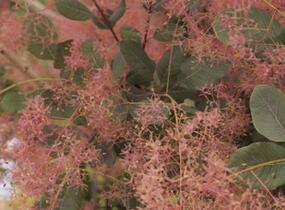 Ruj vlasatá 'Red Spirit' - Cotinus coggygria 'Red Spirit'