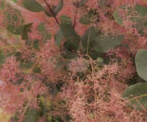 Ruj vlasatá 'Red Spirit' - Cotinus coggygria 'Red Spirit'