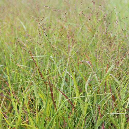 Proso prutnaté 'Strictum Compactum' - Panicum virgatum 'Strictum Compactum'