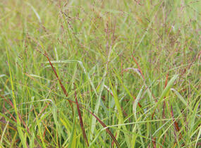Proso prutnaté 'Strictum Compactum' - Panicum virgatum 'Strictum Compactum'