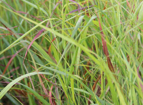 Proso prutnaté 'Strictum Compactum' - Panicum virgatum 'Strictum Compactum'