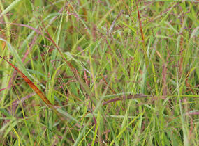 Proso prutnaté 'Strictum Compactum' - Panicum virgatum 'Strictum Compactum'