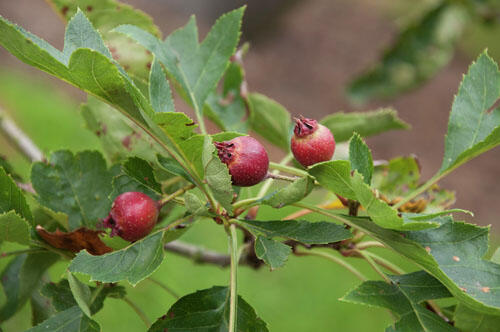 Hloh peřenoklaný - Crataegus pinnatifida