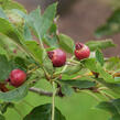 Hloh peřenoklaný - Crataegus pinnatifida