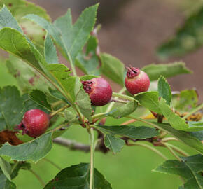 Hloh peřenoklaný - Crataegus pinnatifida