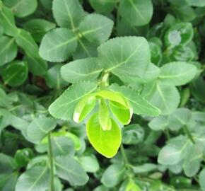 Brslen Fortuneův 'Vegetus' - Euonymus fortunei 'Vegetus'