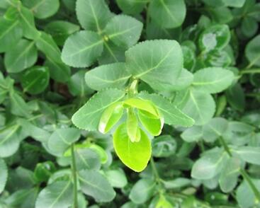 Brslen Fortuneův 'Vegetus'