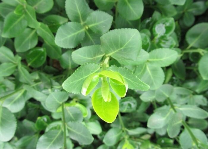 Brslen Fortuneův 'Vegetus' - Euonymus fortunei 'Vegetus'