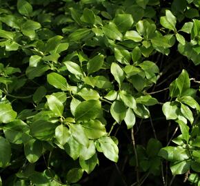 Brslen Fortuneův 'Dart's Blanket' - Euonymus fortunei 'Dart's Blanket'