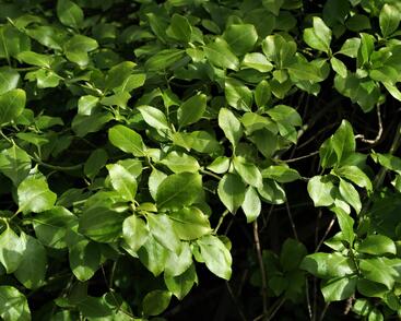 Brslen Fortuneův 'Dart's Blanket'