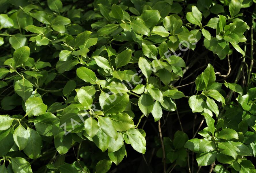 Brslen Fortuneův 'Dart's Blanket' - Euonymus fortunei 'Dart's Blanket'