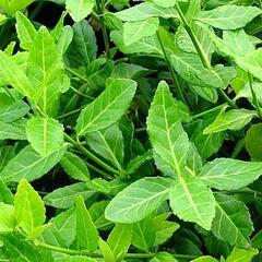 Brslen Fortuneův 'Coloratus' - Euonymus fortunei 'Coloratus'