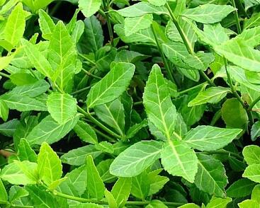 Brslen Fortuneův 'Coloratus'