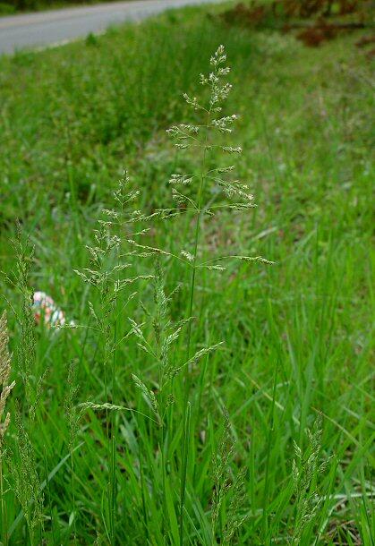 Lipnice luční - Poa pratensis