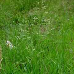 Lipnice luční - Poa pratensis