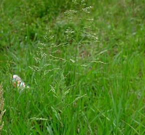 Lipnice luční - Poa pratensis