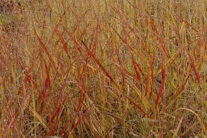 Proso prutnaté 'Hanse Herms' - Panicum virgatum 'Hanse Herms'