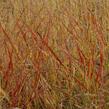 Proso prutnaté 'Hanse Herms' - Panicum virgatum 'Hanse Herms'