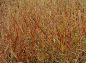 Proso prutnaté 'Hanse Herms' - Panicum virgatum 'Hanse Herms'