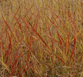 Proso prutnaté 'Hanse Herms' - Panicum virgatum 'Hanse Herms'