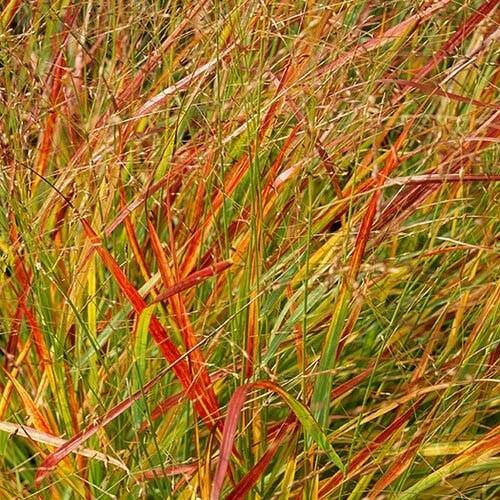 Proso prutnaté 'Hanse Herms' - Panicum virgatum 'Hanse Herms'