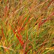 Proso prutnaté 'Hanse Herms' - Panicum virgatum 'Hanse Herms'