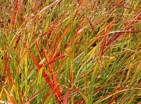 Proso prutnaté 'Hanse Herms' - Panicum virgatum 'Hanse Herms'