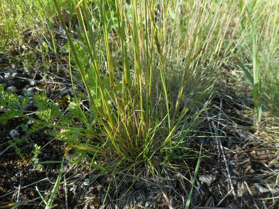 Kostřava červená - Festuca rubra