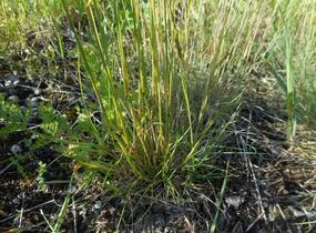 Kostřava červená - Festuca rubra