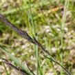 Kostřava červená - Festuca rubra