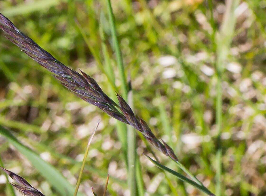 Kostřava červená - Festuca rubra